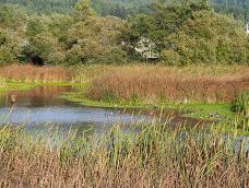 Arcata Marsh Wildlife Sanctuary