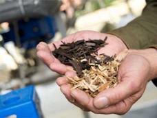 A person's hands holding dark-roasted torrefied wood chips and light-colored raw wood chips