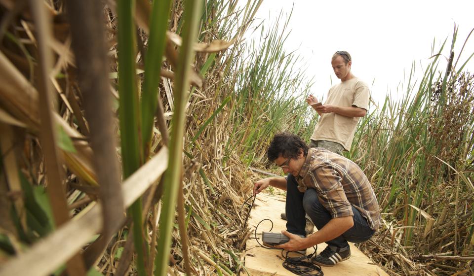 Students measure dissolved oxygen concentration in the Arcata Marsh and Wildlife Sanctuary.